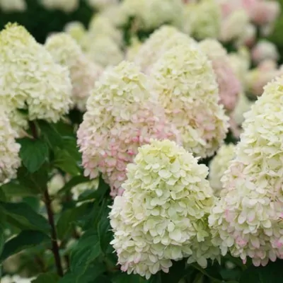 Hydrangea paniculata...