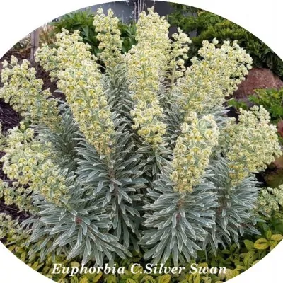 Euphorbia characias 'Silver...