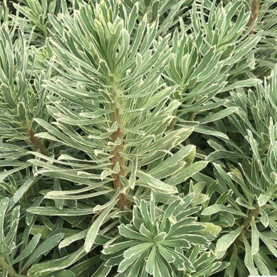 Euphorbia characias 'Silver...