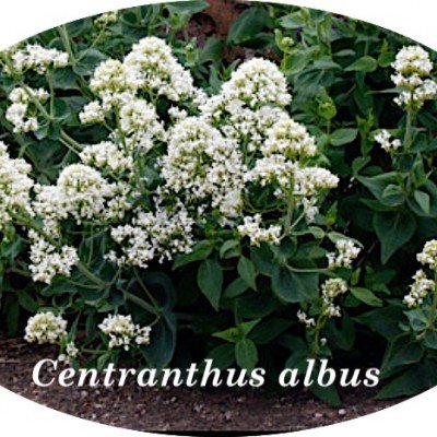 Centranthus Ruber Albus...