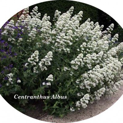 Centranthus Ruber Albus...