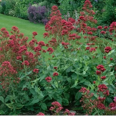 Centranthus Ruber Coccineus...