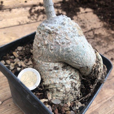 Fockea edulis vaso 12x12