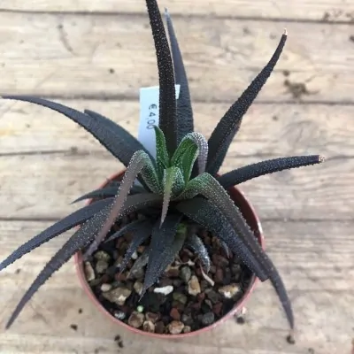 Haworthia attenuata