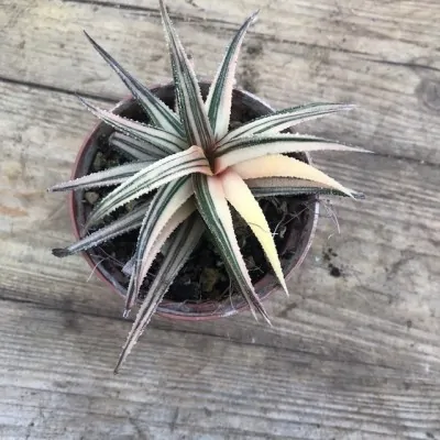 Haworthia Attenuata...