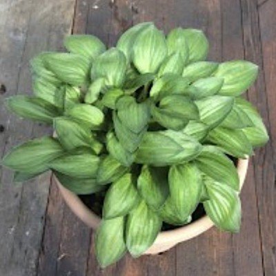 Hosta Little Maddie