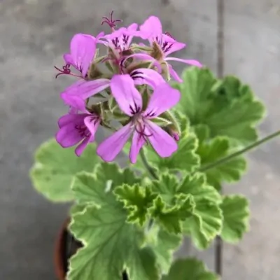 Pelargonium Atomic snow...