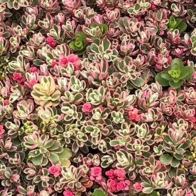 sedum spurium tricolor vaso 10