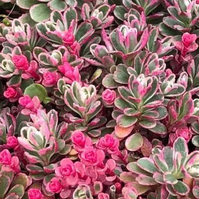 sedum spurium roseum vaso 10