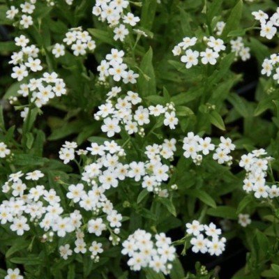 Myosotis scorpioides “Alba”