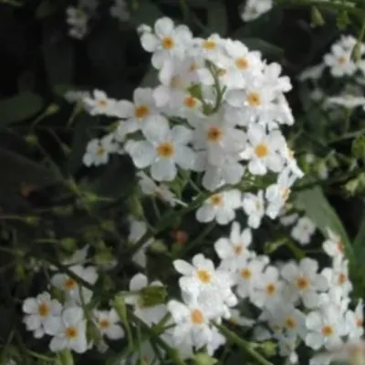 Myosotis scorpioides “Alba”