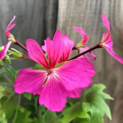 Pelargonium 24 per Kusamono...