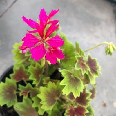 copy of Pelargonium...