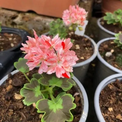 Pelargonium Kusamono 25