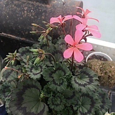 Pelargonium Kusamono 26