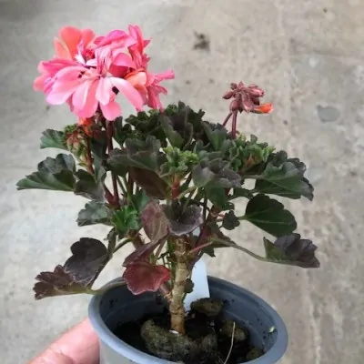 Pelargonium Kusamono 27