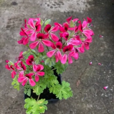 Pelargonium Radula roseum...