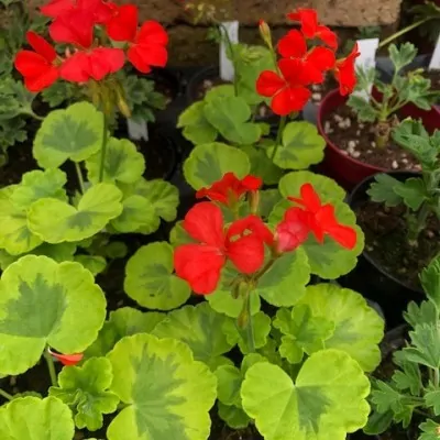 Pelargonium Cristal Palace