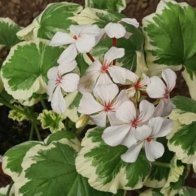 Pelargonium Cherie Maid