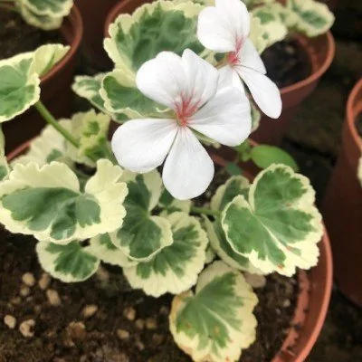 Pelargonium Cherie Maid