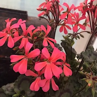 Pelargonium  Kusamono 30