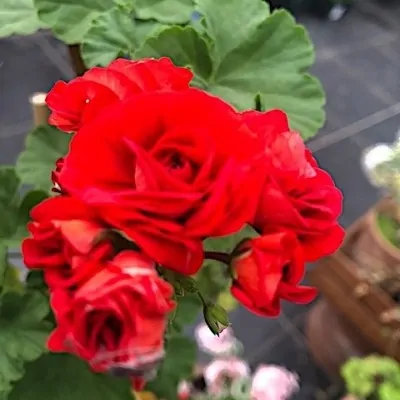 Pelargonium Scarlet Rambler...