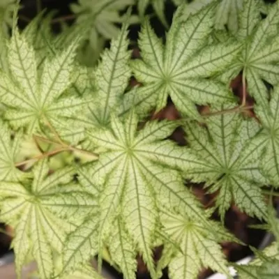 Acer Palmatum Reticulatum...