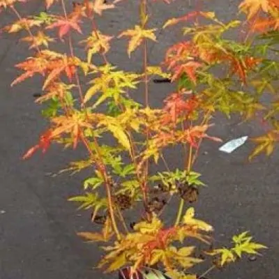 Acer Palmatum Bi Hoo