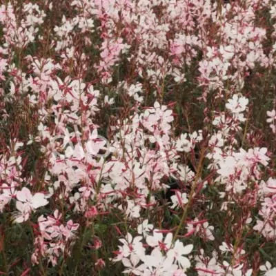 Gaura lindheimeri 'Dover...