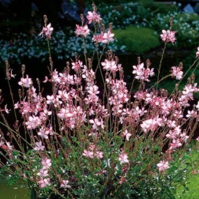 Gaura lindheimeri 'Dover...