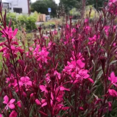 Gaura lindheimeri 'Red...