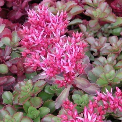 Sedum spurium purple vaso 10