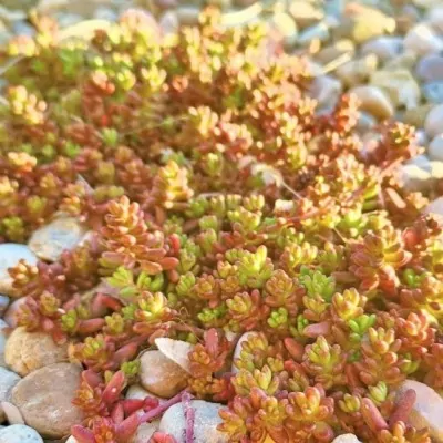 Sedum album Coral Carpet...