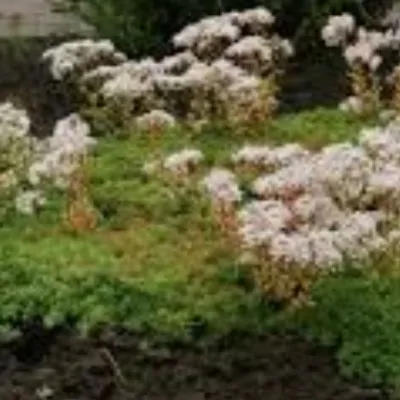 Sedum album Coral Carpet...