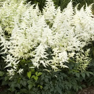 Astilbe Chinensis White...