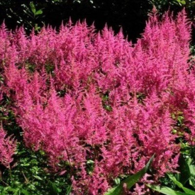 Astilbe Chinensis Veronica...