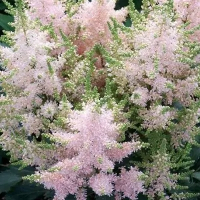 Astilbe Chinensis Pink vaso 14