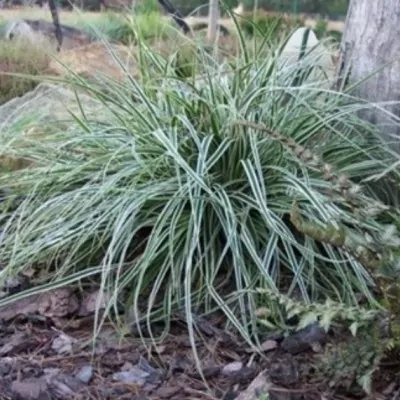 Carex cm.40 oshimensis...