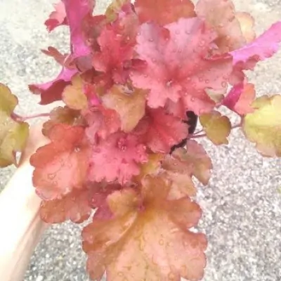 Heuchera 'Southern Comfort'