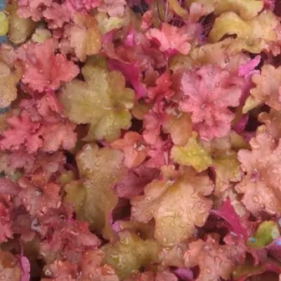 Heuchera 'Southern Comfort'