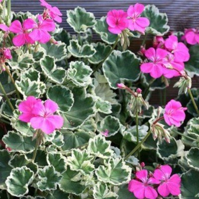 Pelargonium Hill of Snow