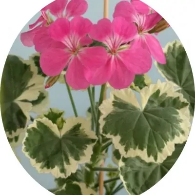 Pelargonium Hill of Snow...