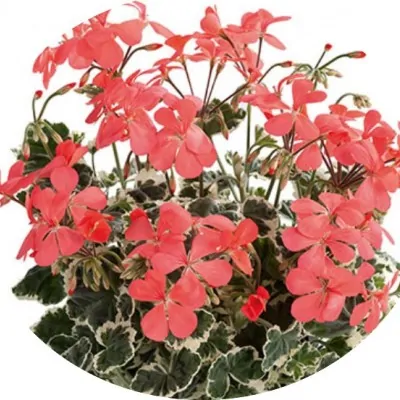 copy of Pelargonium Hill of...