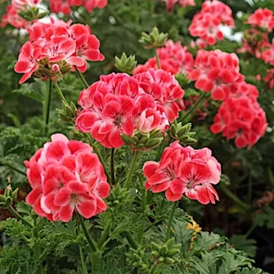 copy of Pelargonium Prince...