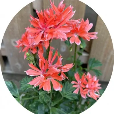 Pelargonium Els Finger