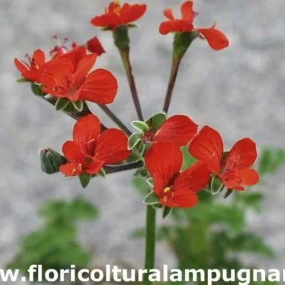 Pelargonium Fulgidum