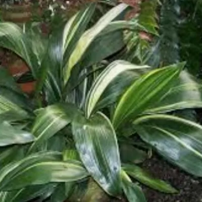 Aspidistra Elatior Variegata