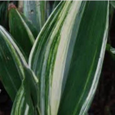 Aspidistra Elatior Variegata