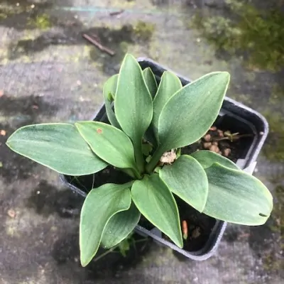 Hosta blue petit pierre -...