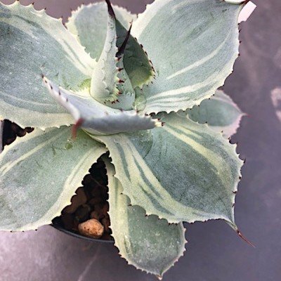 copy of Agave parryi Blue...